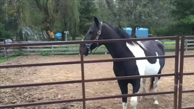 Fat Guy Races Tennessee Walker