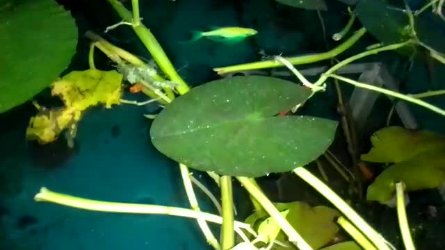Fish Pond