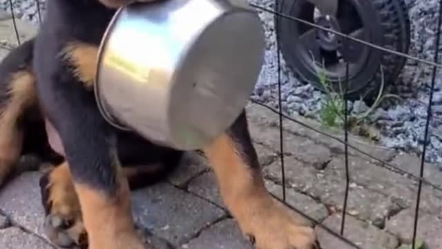 Rottweilers being Wholesome EP.1 | Funny Rottweiler Compilation