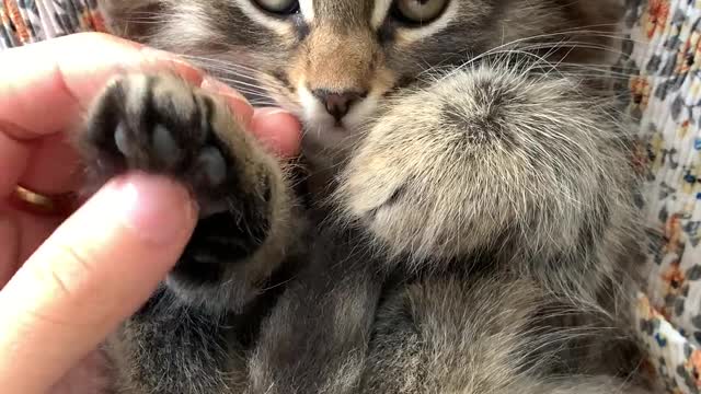 Beautiful cat playing