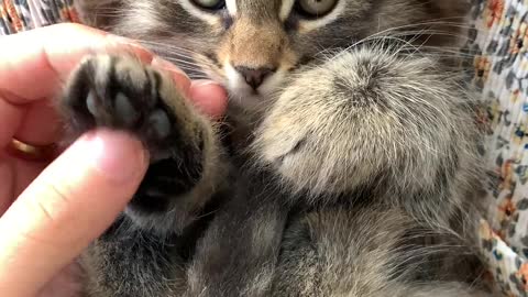 Beautiful cat playing