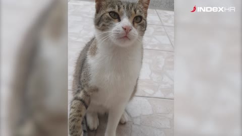 Ova pregažena maca dobila je novi početak