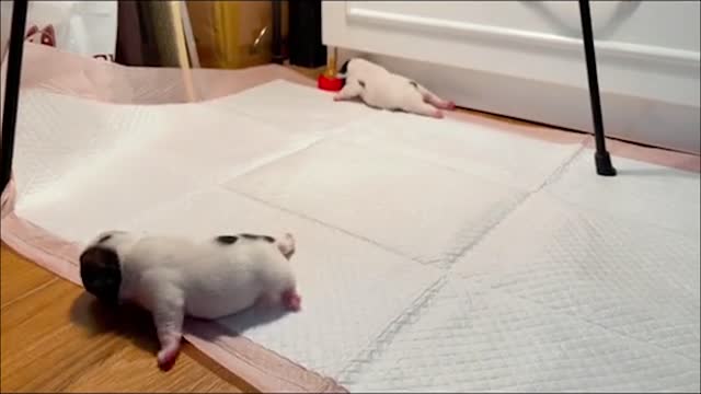This can be my little joy - Cute puppy