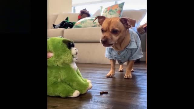 Puppy got scared by toy frog. Too cute.