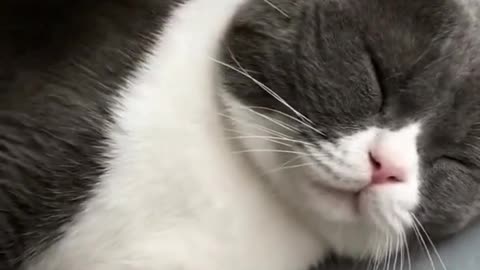 This comb massage makes it simple to remove hair from your pet cats