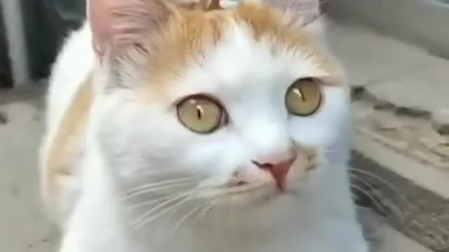 Funny cat video