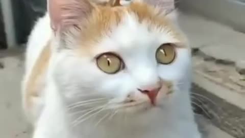 Funny cat video