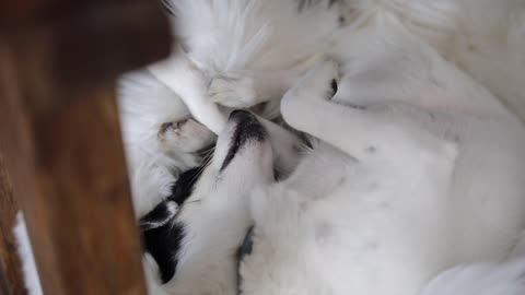 Pet Dogs Sleeping In A Funny Position