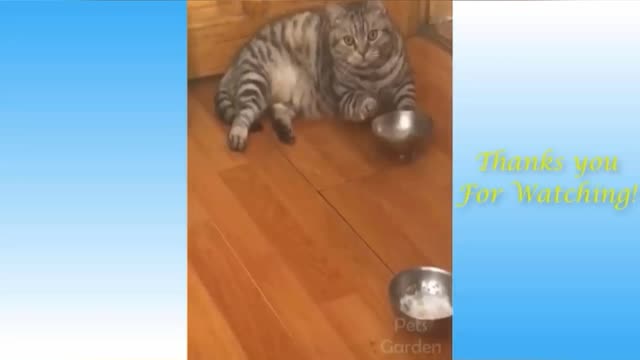 funny videos of cats and dogs (5/10)