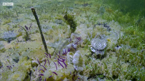 Jellyfish Sunbathing | BBC Earth