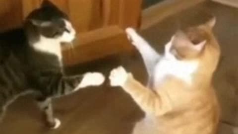 Gato torcido