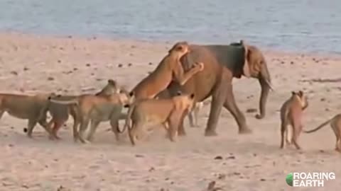 14 Lions vs. Elephant - Epic Battle For Survival