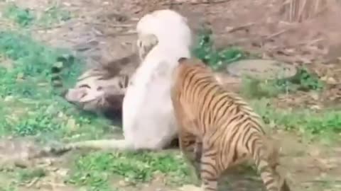 Wild fight