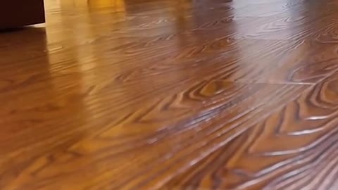 Cat is always happy