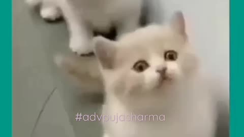 Funny 🤣 cat