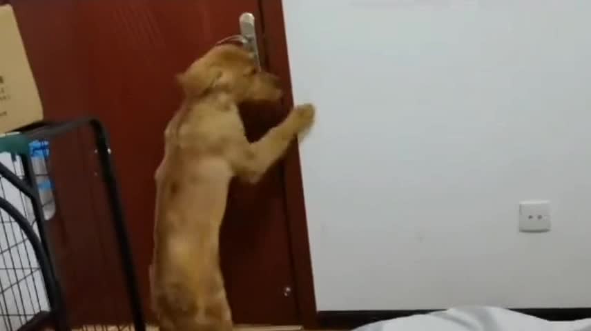 I'm really exhausted since I got a dog