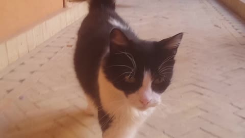 lovely cat asking for fun time ( she is one of 12 cats at home )