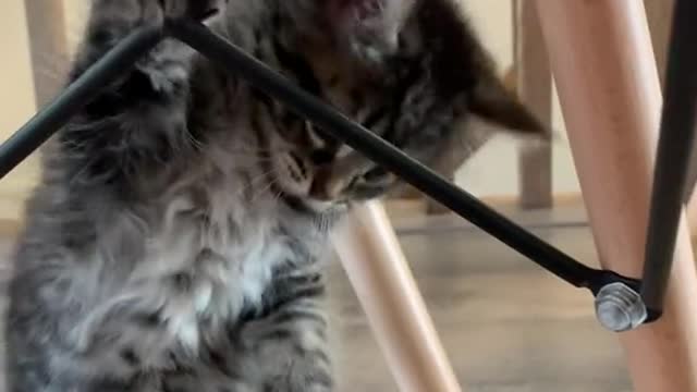 Cute Cats Funny Video|Catπ funny Video Beautiful ππ± Cat