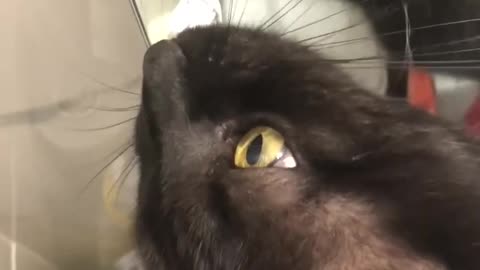 Hilarious Cat Brushes Teeth with Pet Parent's Toothbrush!