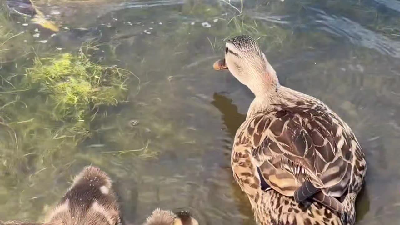 When danger approaches, 🦆Mother Duck is not vague at all!