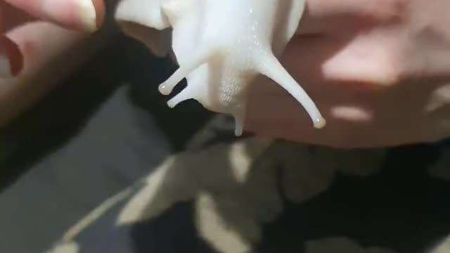 The cute snail think herself pet cat