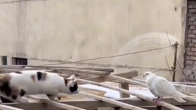 The cat wants to eat this pigeon
