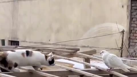 The cat wants to eat this pigeon