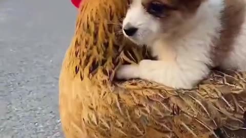 Funny animals dog and chicken friendship