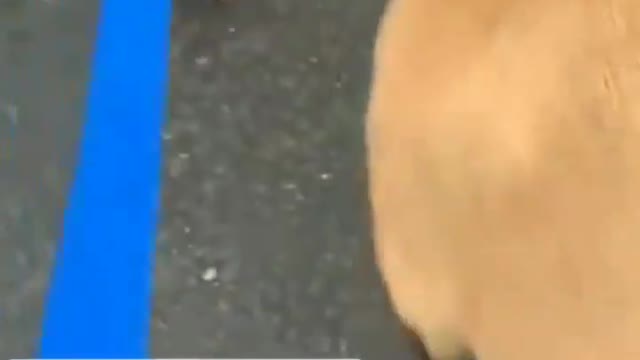 Is it only my Dog 🐕 that does this???