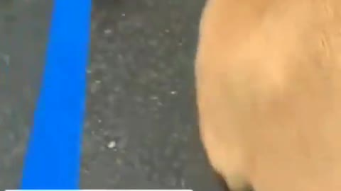 Is it only my Dog 🐕 that does this???