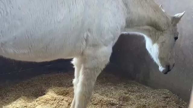 2022-3-27 light meal from stable