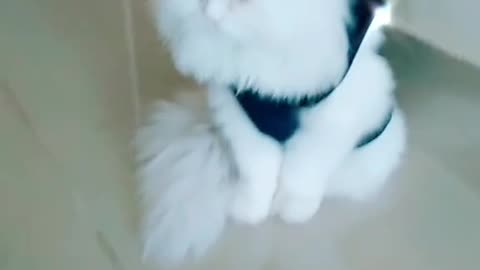 White big hair cat