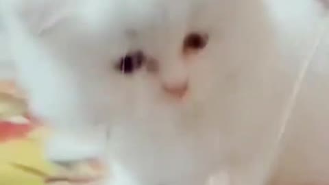 Cat playing with string