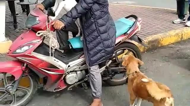 Brilliant Dog Rides a Motorcycle