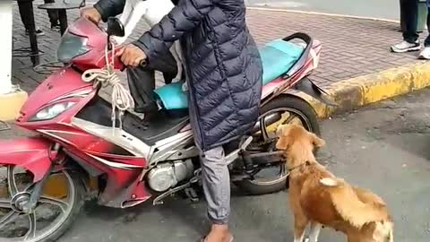 Brilliant Dog Rides a Motorcycle