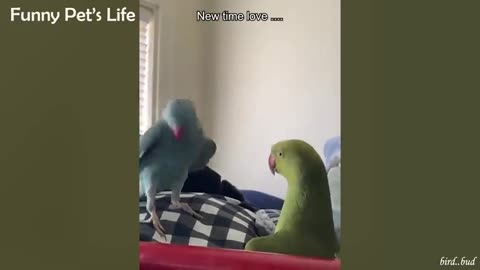 Baby Animals 🔴 Funny Parrots and Cute Birds Compilation 2021 - Loros Adorables Recopilación