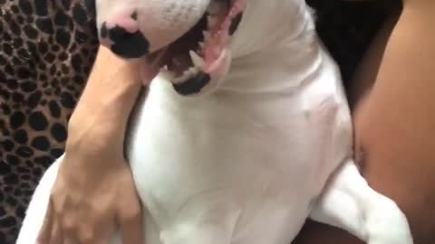 White dog lays next to owner with his tongue out
