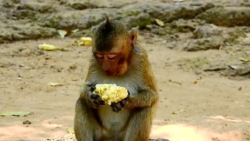 Monkey eats Corn