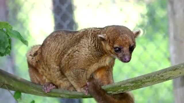 10 Cutest Exotic Animals In The World