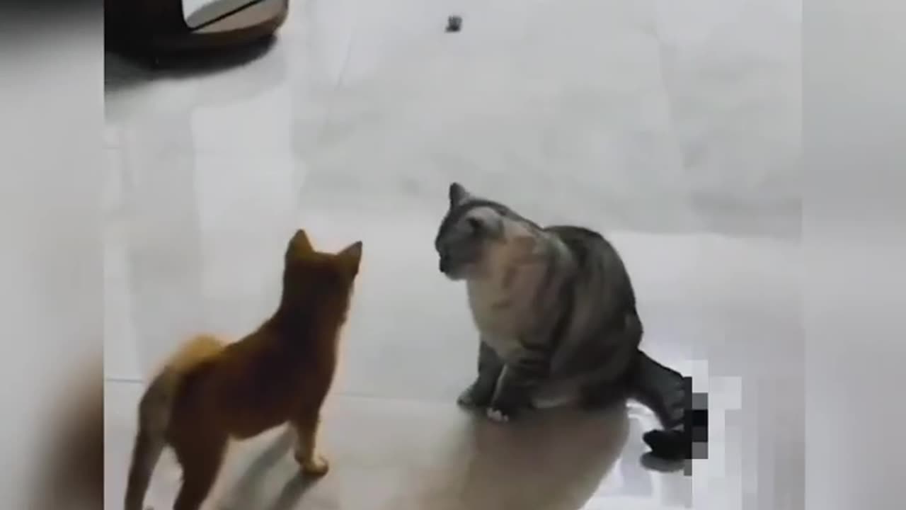 Funny animal video from different platforms