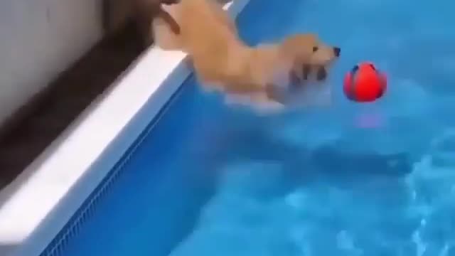 Funny Dogs Love Swimming