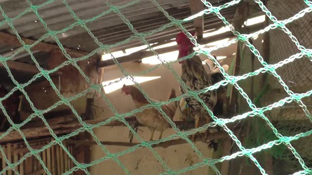 Male And Female Chicken Arguing or Are They Shouting for Foods?