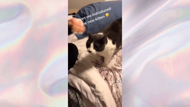 Funny tiktok cats compilation