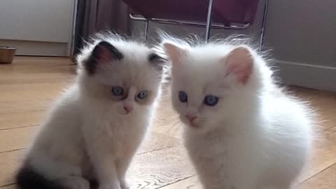 cute baby cat | funny cat