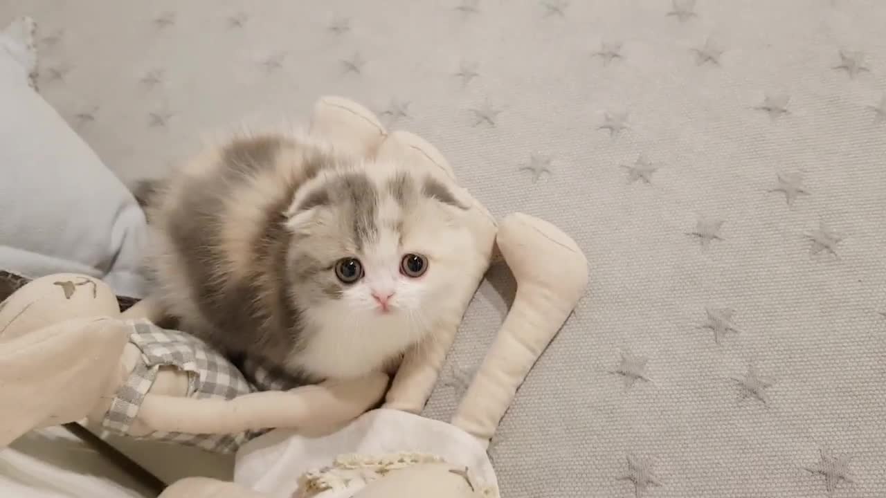 cute kitten videos short leg cat!!