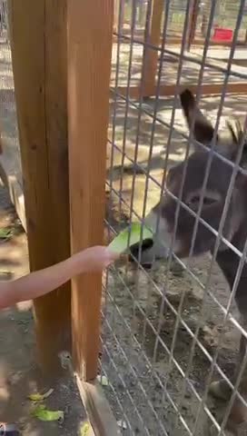 A loving little girl