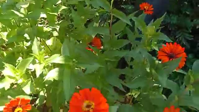 Red and seductive flowers