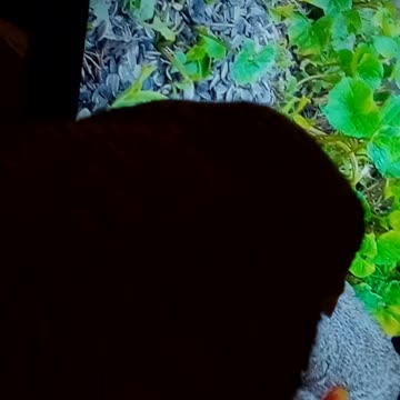 Garfield watching TV!