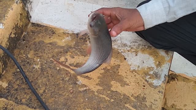 Live fishing videos....