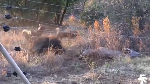 wild Epic Battle Of Wild dog(Lion,Deer,Buffalo)